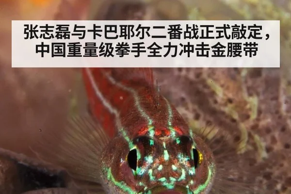 张志磊与卡巴耶尔二番战正式敲定，中国重量级拳手全力冲击金腰带
